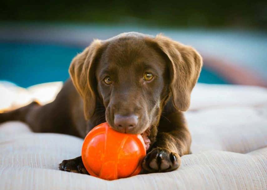 How to Teach Your Dog Good Manners in Public